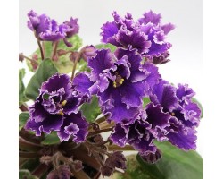 ЛЕ-Прозрачный Аметист 532